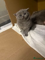 Scottish Fold cats - Advert 7