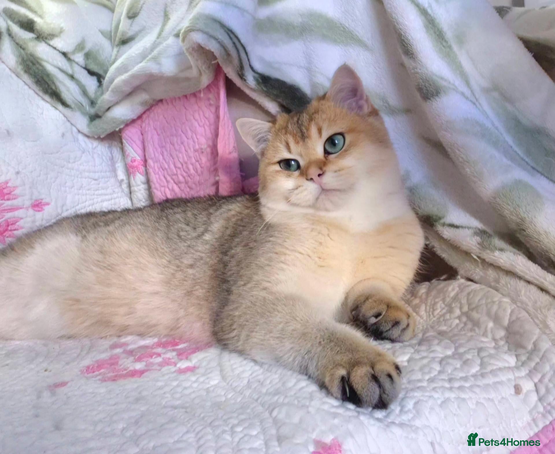 British Longhair cats  Tica registered BLH/BSH golden shaded  kittens  - Advert 1