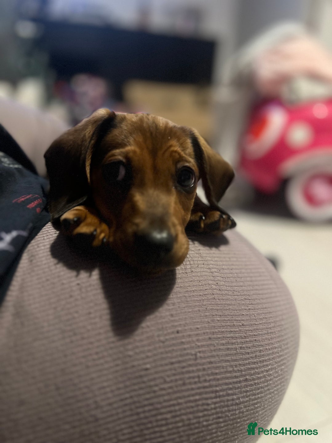 Miniature Dachshund dogs for sale: Biscuit,miniature tanand black coloured dachshund  - Advert 3
