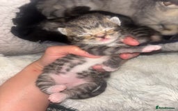 Scottish Fold cats for sale: Scottish Straight Kittens  - Image 2