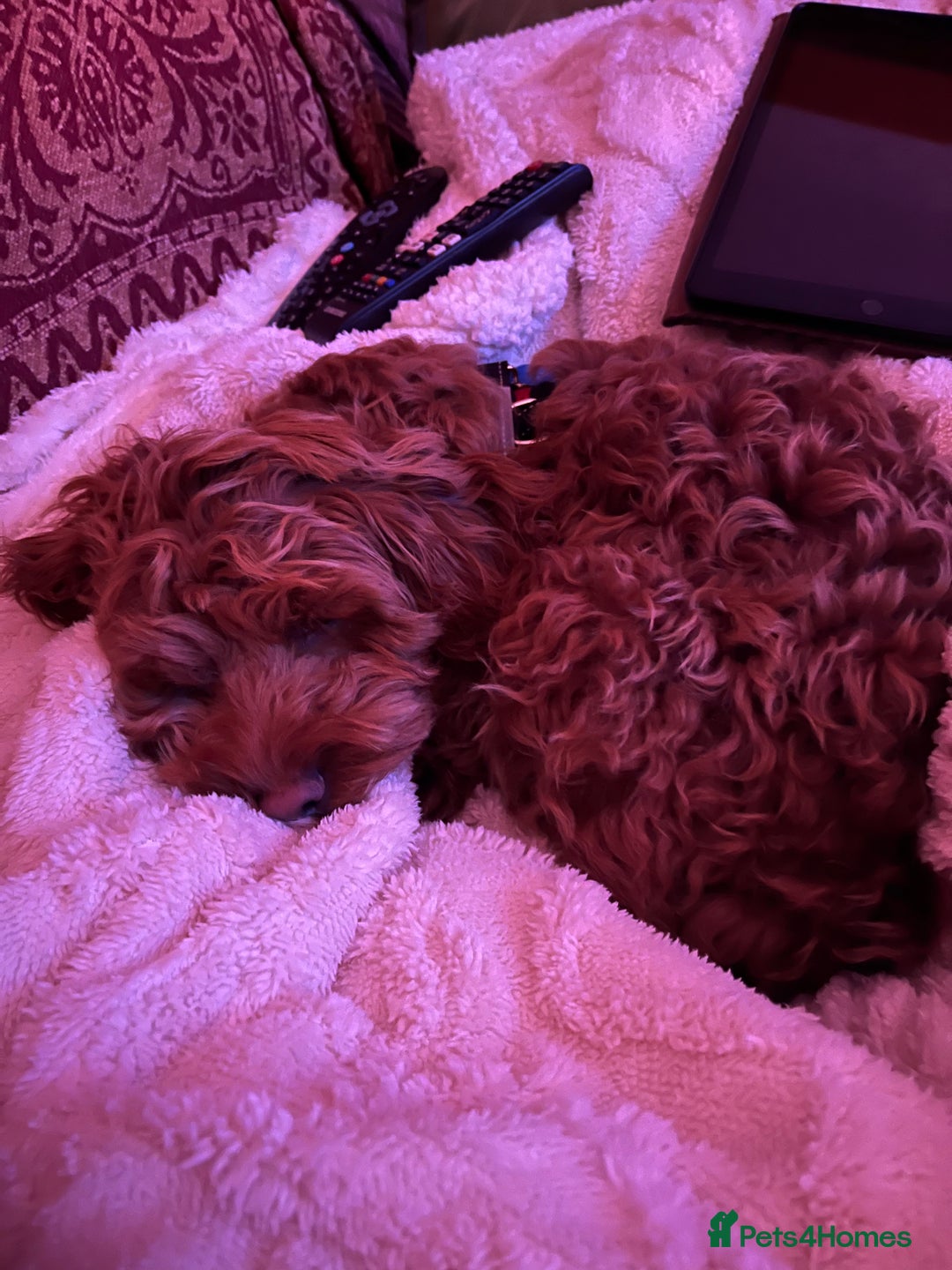 Mixed Breed dogs for sale: Cavapoo - Advert 5