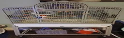 Parrots birds for sale: Female green quaker in Neath - Advert 6