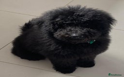 Mixed Breed dogs for sale: 5* medium half Australian labradoodles - Image 20