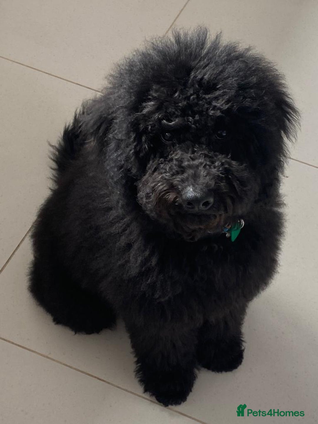 Mixed Breed dogs for sale: 5* medium half Australian labradoodles - Image 20
