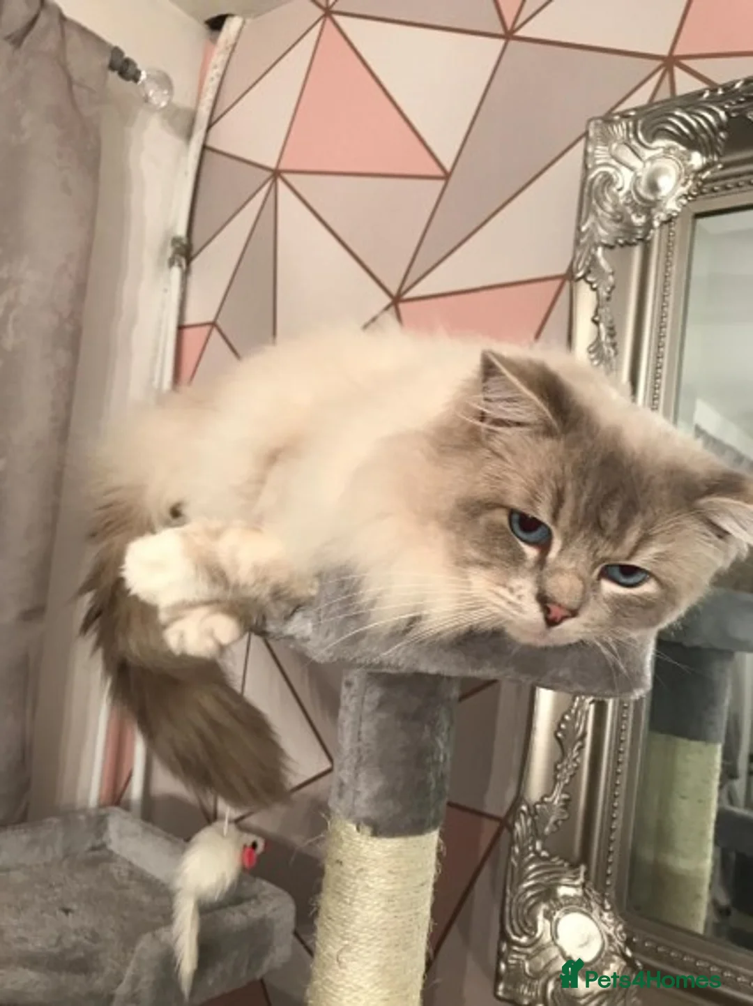 Ragdoll cats for stud: Most gorgeous boy romeo! :)  - Advert 5