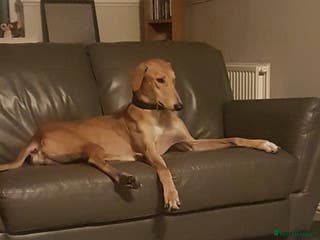 Mixed Breed dogs Saluki greyhound male - Advert 5