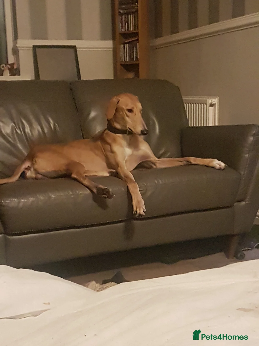 Mixed Breed dogs for sale: Saluki greyhound male  - Advert 1