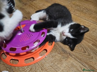 Mixed Breed cats Fluffy girls - Advert 1