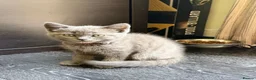 British Shorthair cats for sale: 5 beautiful BSH kittens, 2 girls & 1 boy left - Advert 8