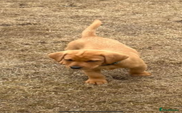Labrador Retriever dogs for sale: Stunning Fox Red Labrador Puppies - Image 17