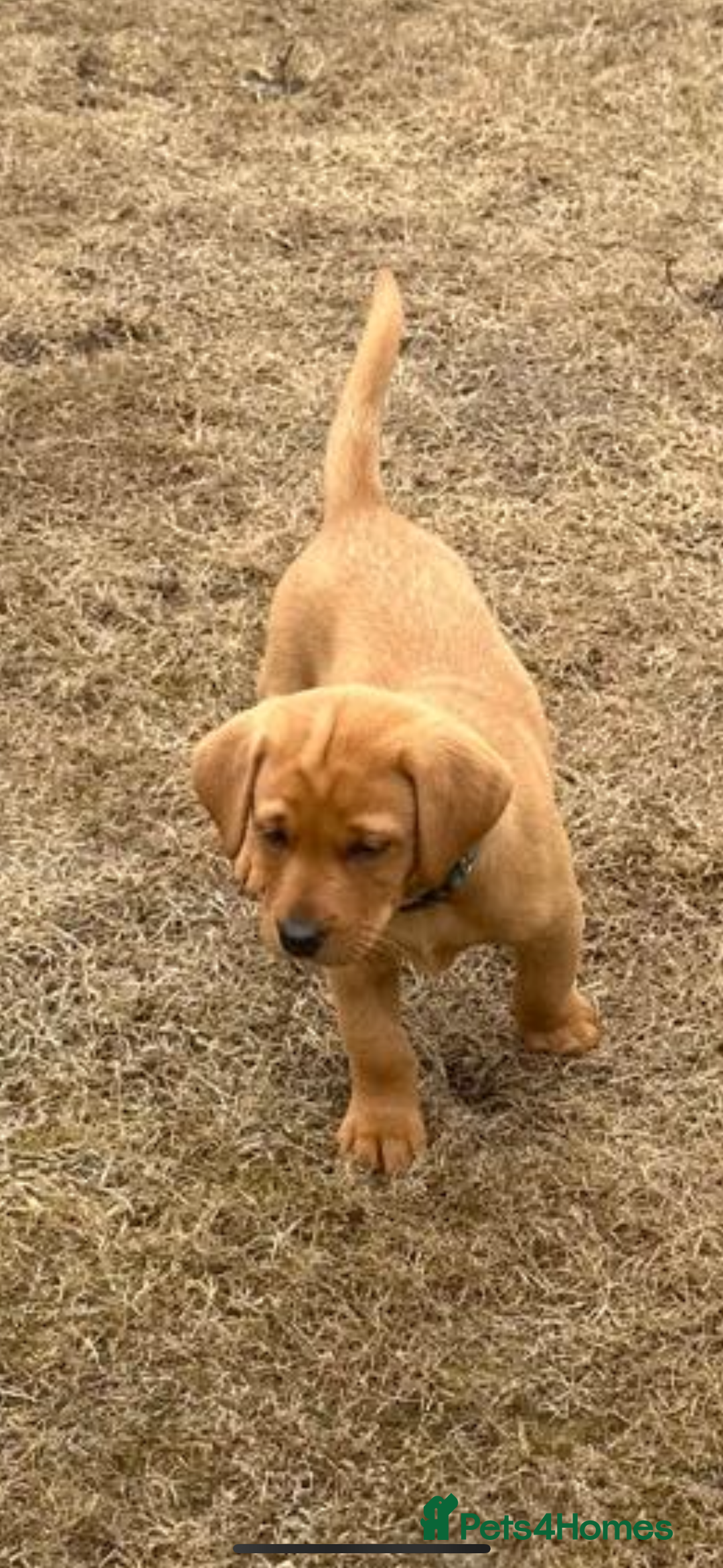 Labrador Retriever dogs for sale: Stunning Fox Red Labrador Puppies - Image 17