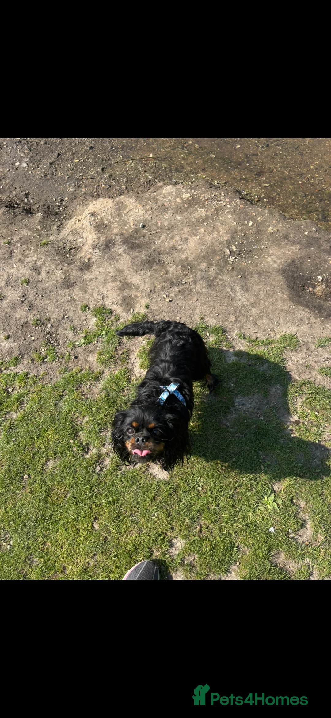 Cavalier King Charles Spaniel dogs for sale: Gorgeous KC Puppies Available  - Advert 4