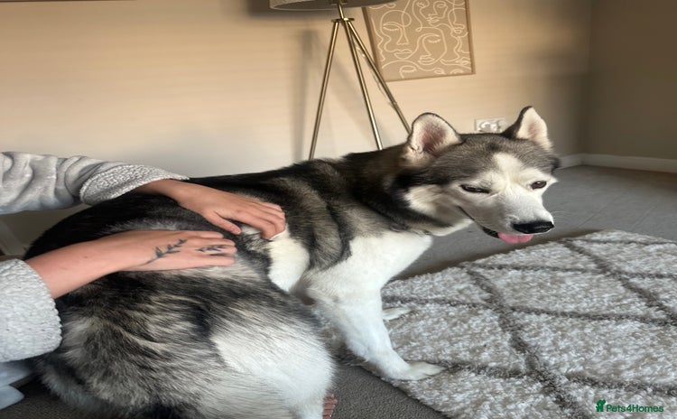 Siberian Husky dogs - Advert 1