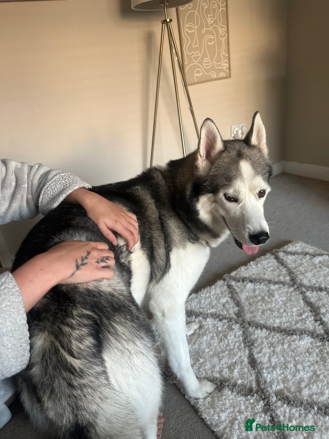Siberian Husky dogs for sale: 6 year old Siberian Husky - Image 1