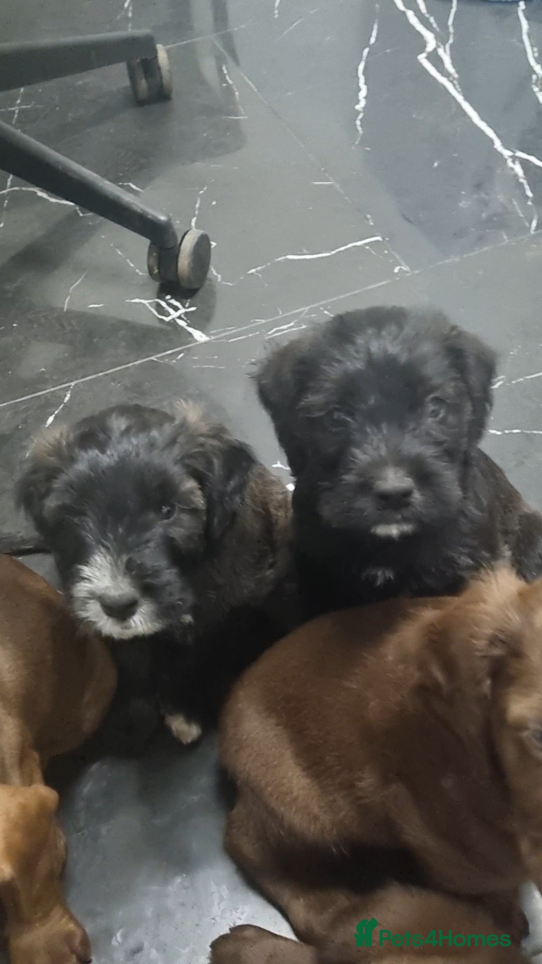 Mixed Breed dogs for sale: ADORABLE puppies  - Image 8
