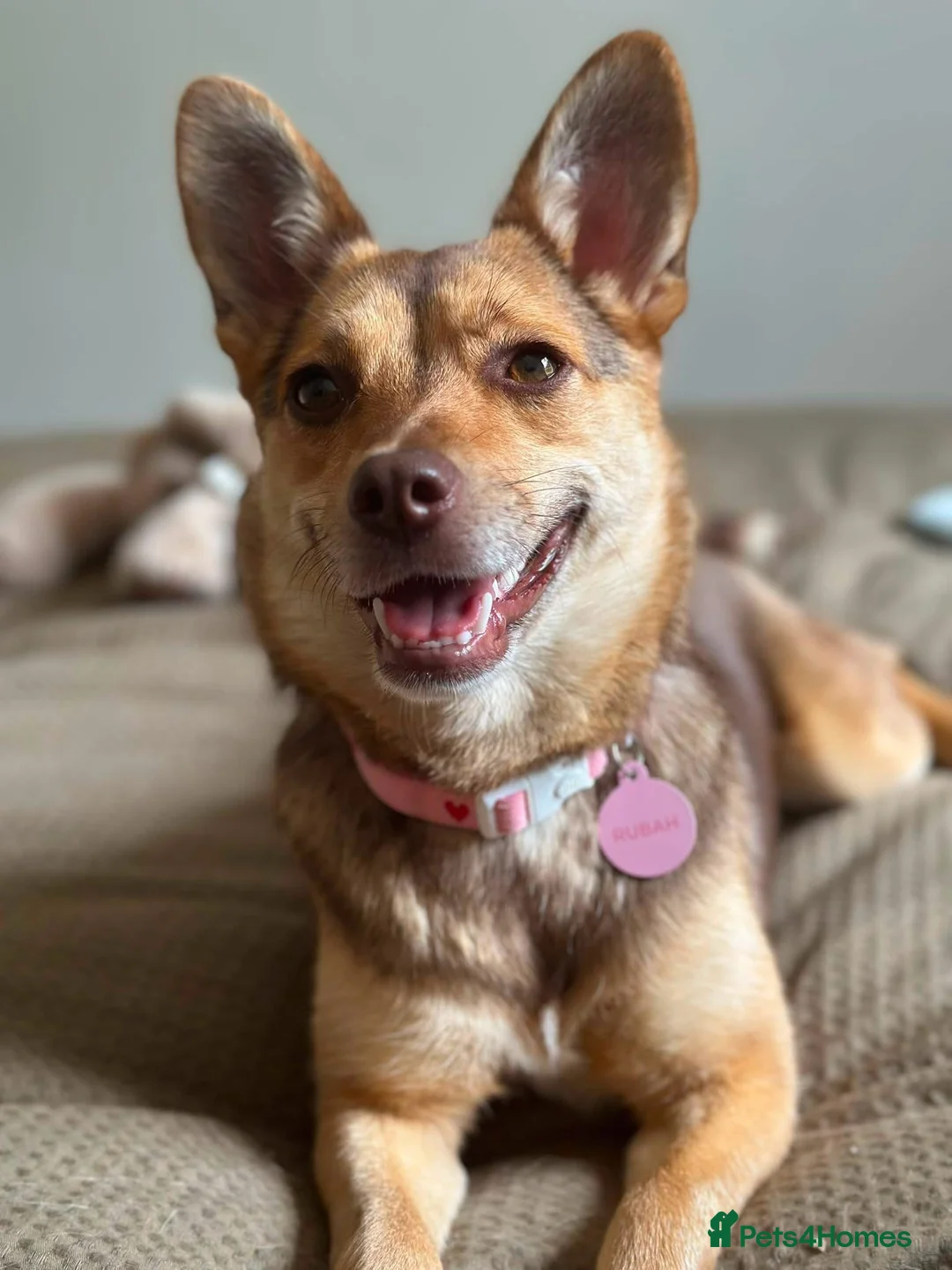 Mixed Breed dogs for adoption: Tiny Ruby Needs a Dog Bestie ❤️ - Advert 2