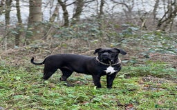 Cane Corso dogs for sale: Yuki X Aries Russian Champ Bloodline Puppies - Image 9