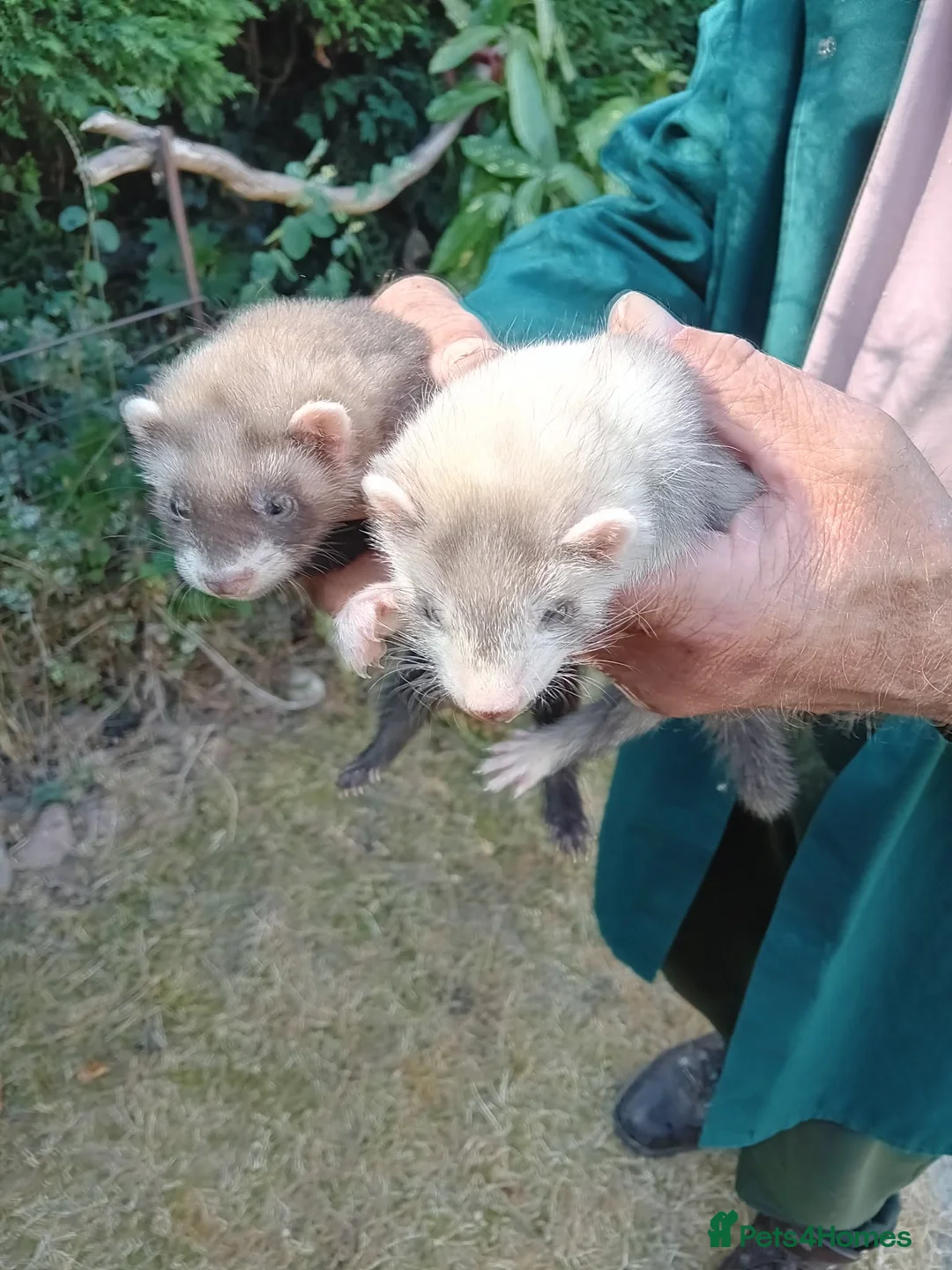 Ferret rodents for sale: Half micro ferrets males and females - Advert 2