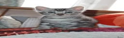 Bengal cats for sale: Two Male Bengal Kittens for Sale - Advert 15