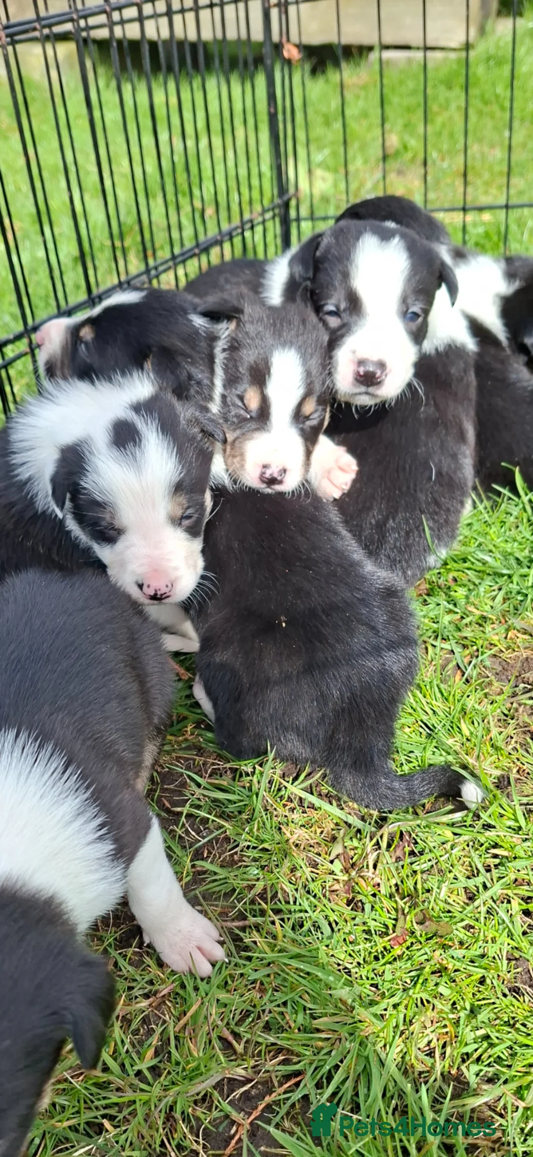 Border Collie dogs for sale: Stunning farm bred border collie pups  - Advert 2