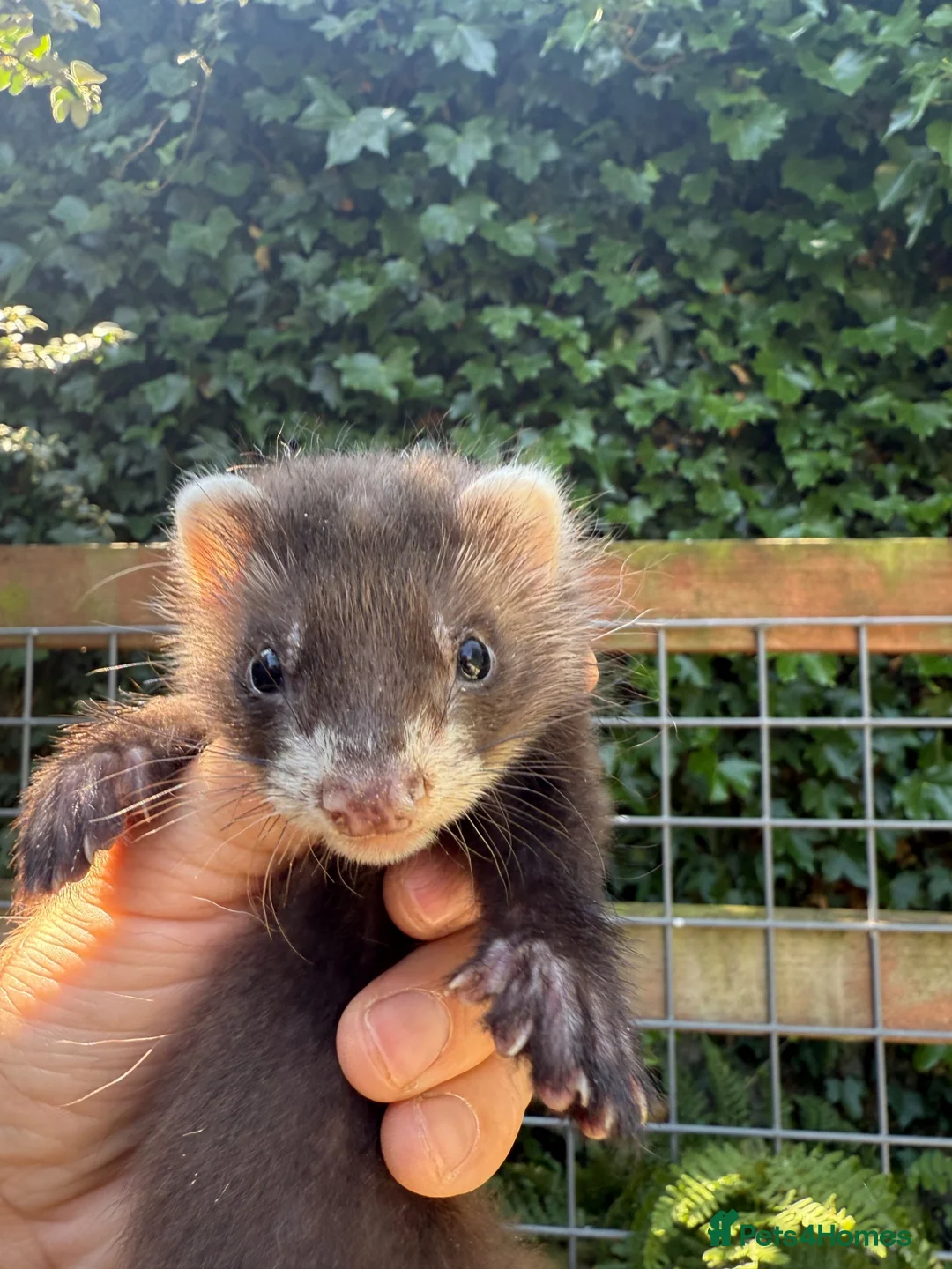 Ferret rodents for sale: Full angora ferret hob 8 weeks  in Pickering - Advert 2