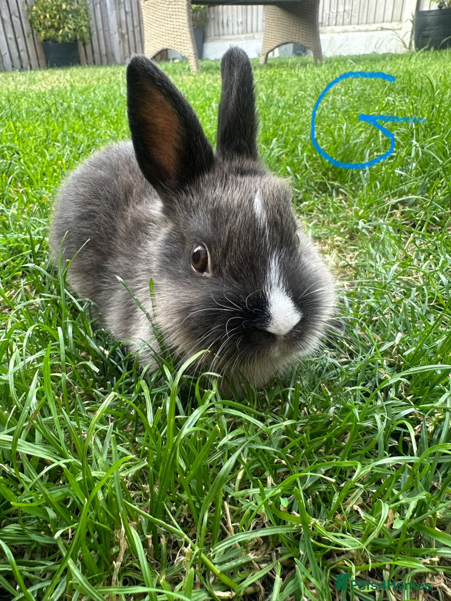 Netherland Dwarf rabbits Netherland Dwarf Rabbits For Sale  - Advert 1