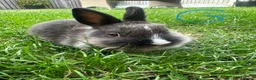 Netherland Dwarf rabbits for sale: Netherland Dwarf Rabbits For Sale  - Advert 1