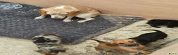 Beagle dogs for sale: Beaglepoo/poogles in Dartford - Advert 19