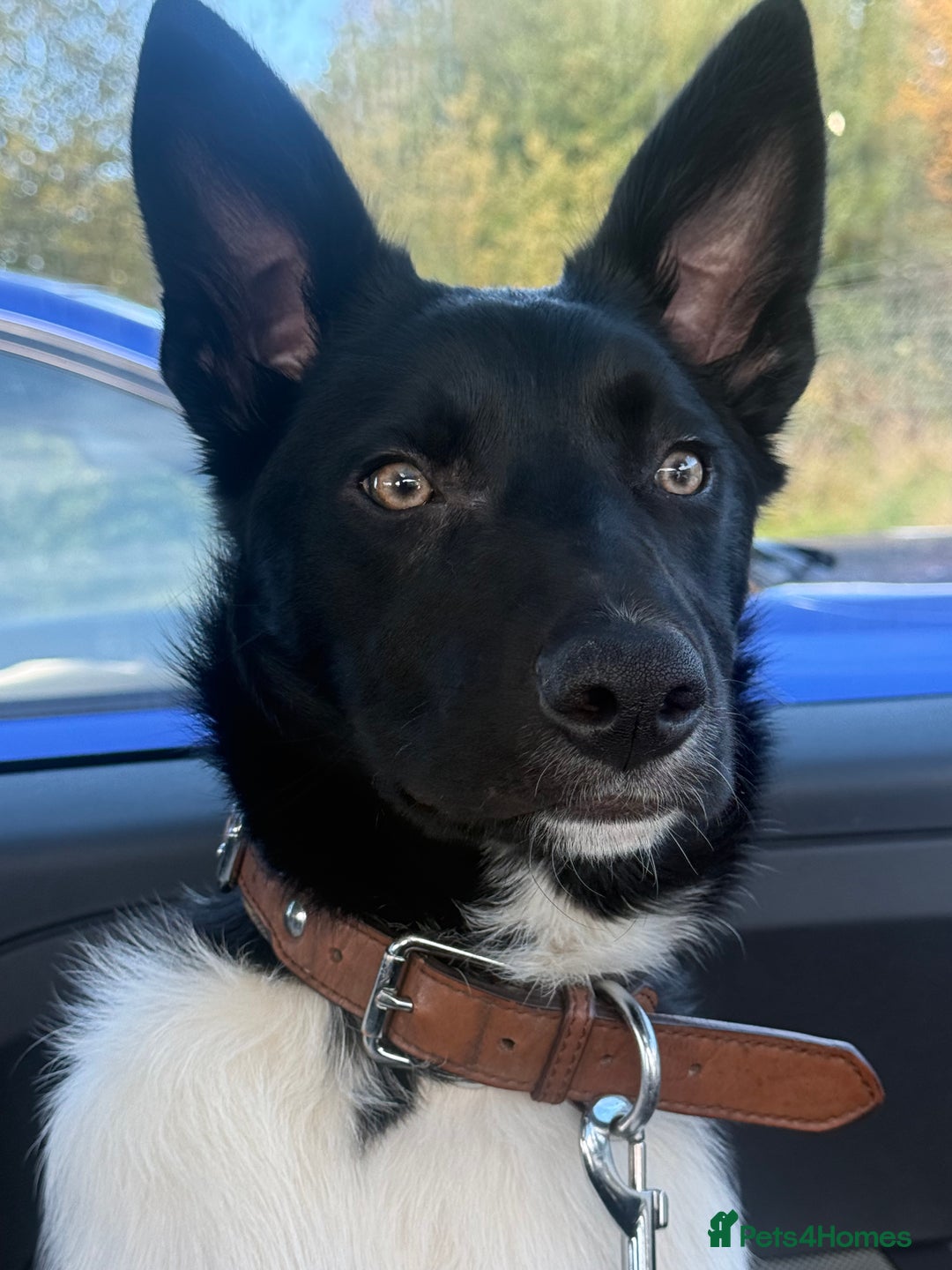 Border Collie dogs for sale: Darcy - Advert 3