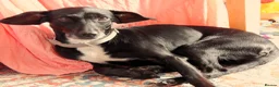 Mixed Breed dogs for sale: Two 8-year-old Cocker-Jack sisters - Advert 10