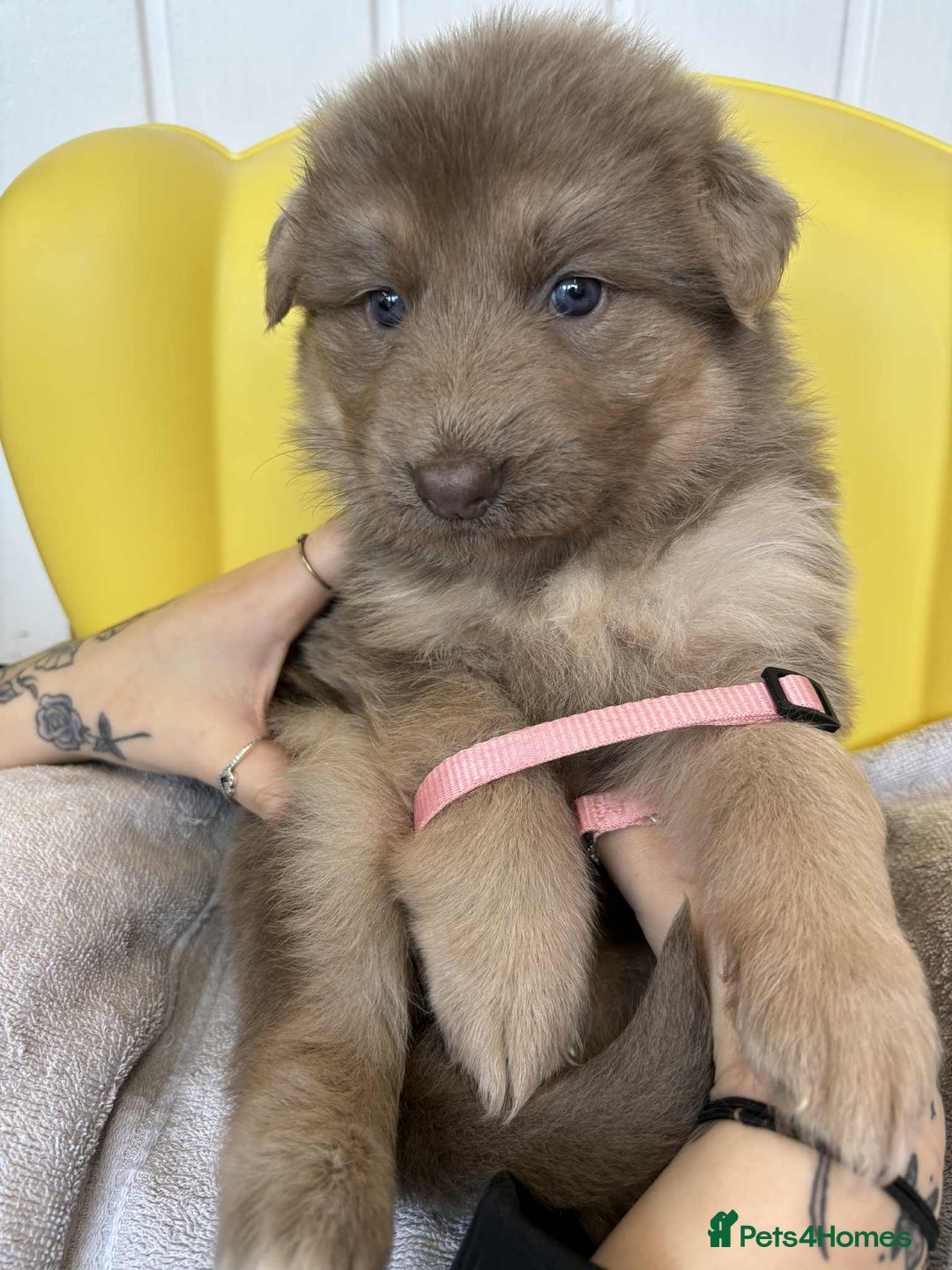 German Shepherd dogs for sale: READY TO leave 1 left German Shepherd kc reg pups - Advert 4