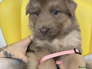 German Shepherd dogs READY TO leave 1 left German Shepherd kc reg pups - Advert 10