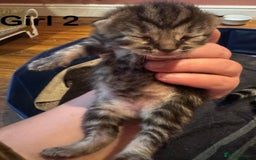Mixed Breed cats for sale: Stunning  unique kittens  - Image 15