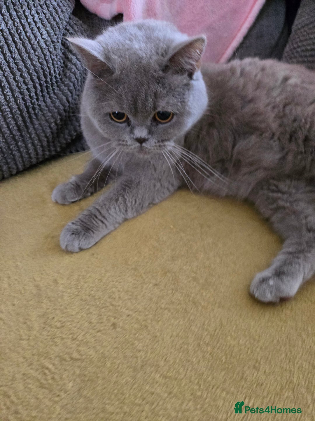 British Shorthair cats for sale: British short haired sisters  - Image 4