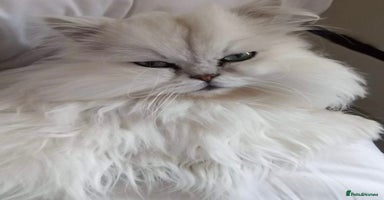 Persian cats - Advert 3