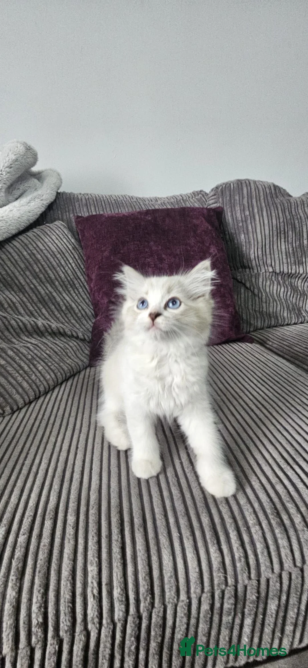Ragdoll cats for sale: Stunning ragdoll kittens looking for new homes - Advert 2