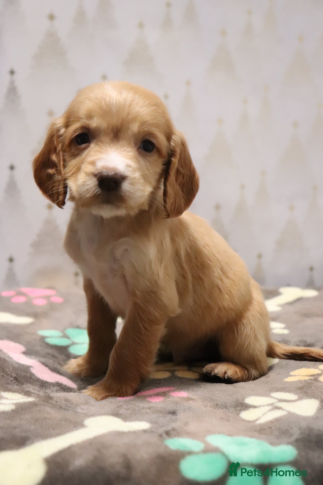 Cocker Spaniel dogs for sale: Fully Health Tested Cocker Spaniel Puppies  - Advert 33