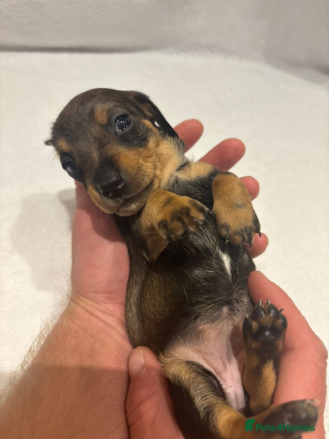 Dachshund dogs for sale: Dachshund puppies  - Image 10