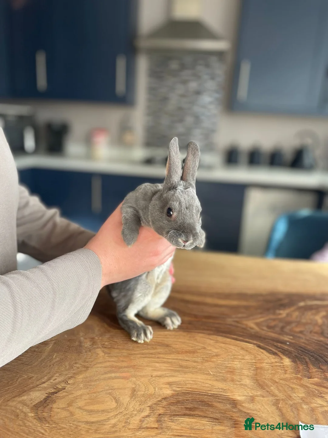 Rex rabbits for sale: Mini rex baby and plush lop adult - Advert 1
