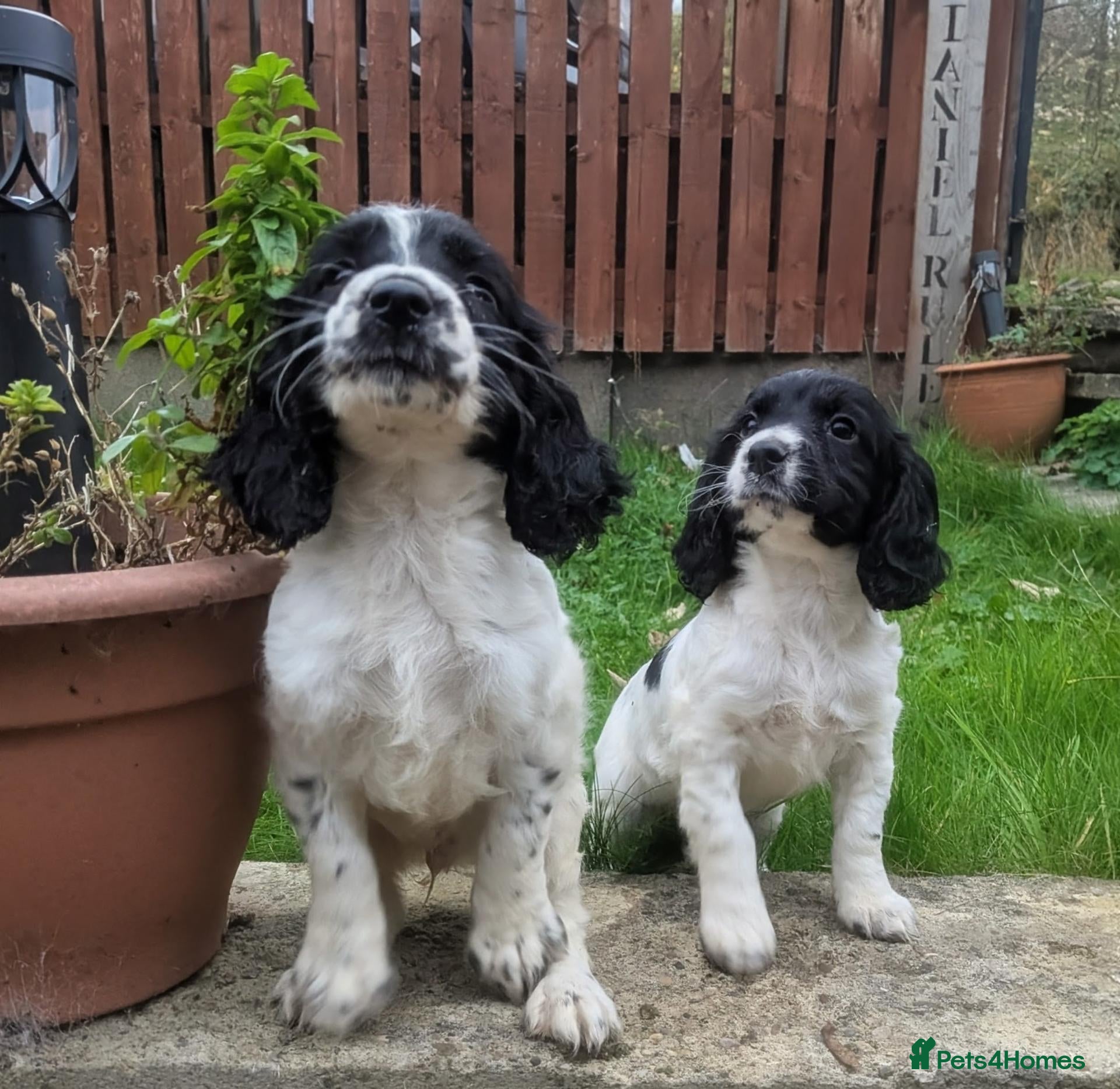Cocker Spaniel dogs Beautiful cocker Spaniel pups  - Advert 8