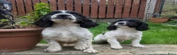 Cocker Spaniel dogs for sale: Beautiful cocker Spaniel pups  - Advert 1