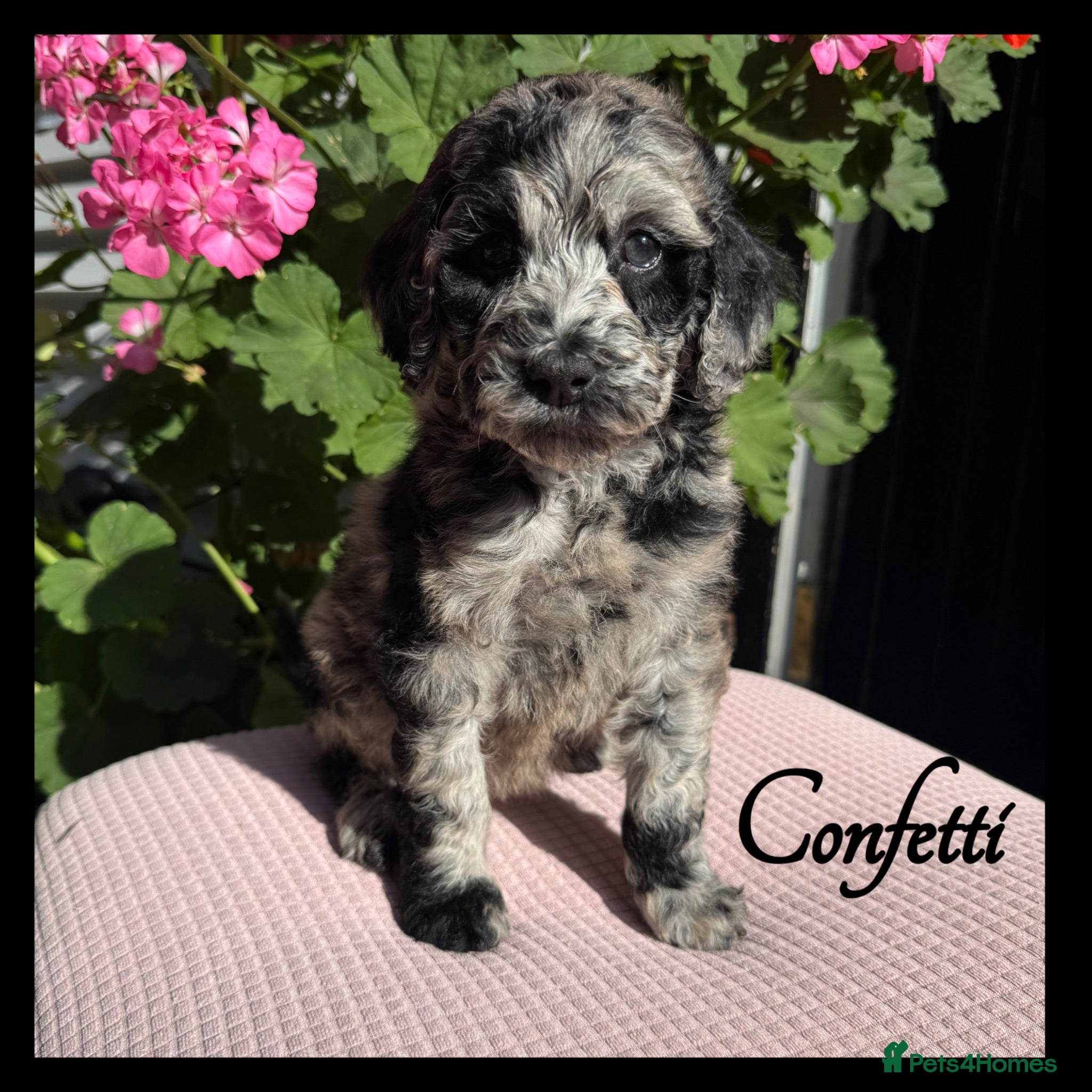 Labradoodle dogs 🌈CAN STAY FOR UPCOMING HOLS🌈OUTSTANDING PUPS🌈 - Advert 1
