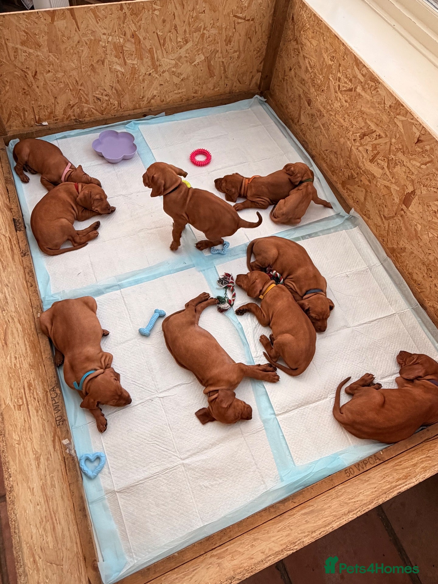 Hungarian Vizsla dogs 🐾 10 Beautiful Hungarian Vizsla Puppies 🐾 - Advert 2