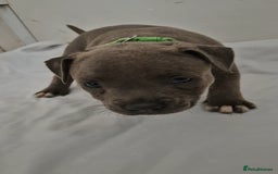 Staffordshire Bull Terrier dogs for sale: Blue Staffs £1,100 Deposit is £245 - Image 21