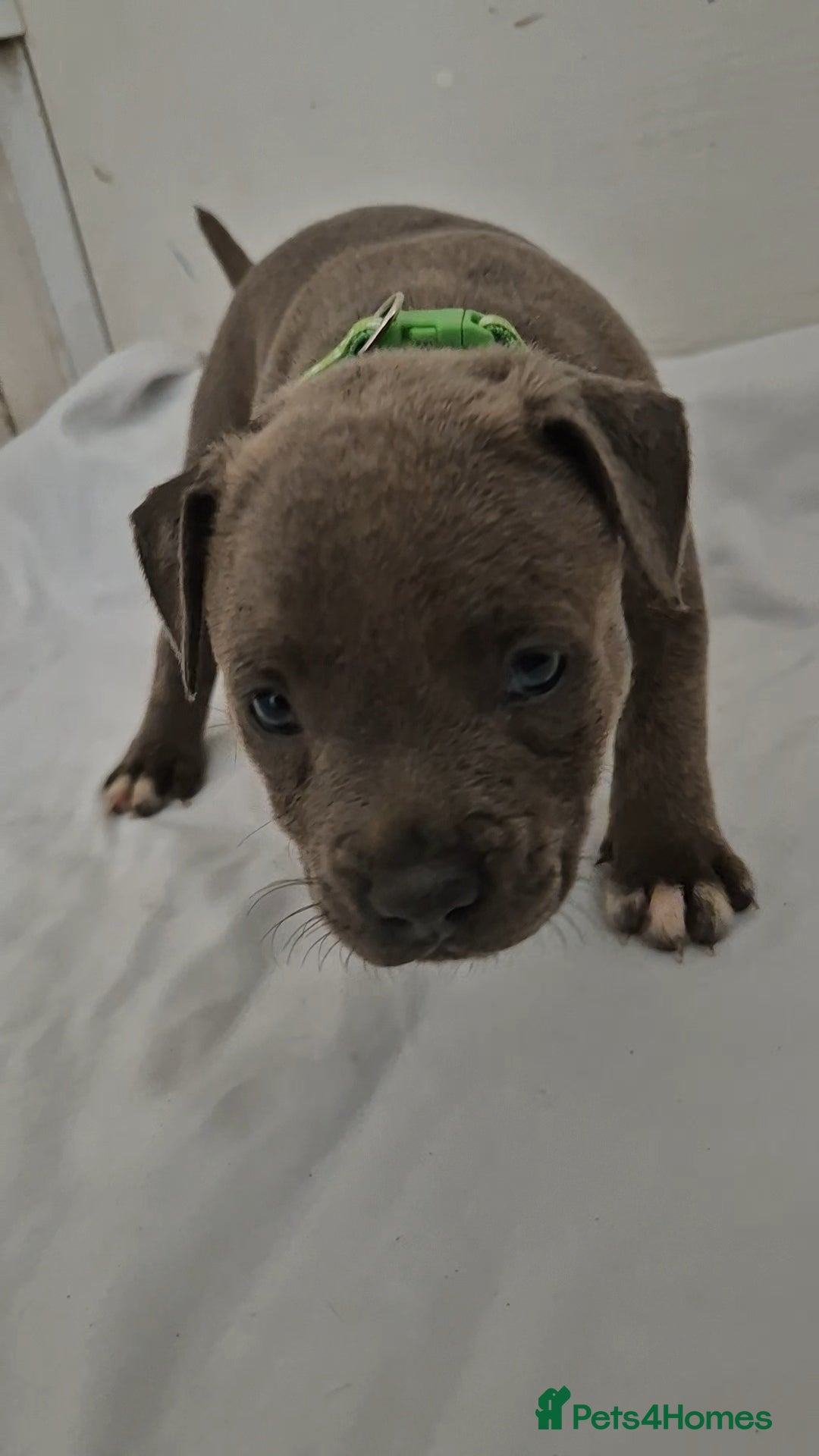 Staffordshire Bull Terrier dogs for sale: Blue Staffs £1,100 Deposit is £245 - Image 21