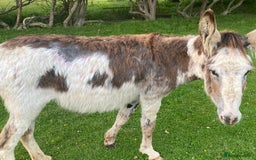 Donkey livestock for sale: Dolly and Moose, lovely Jenny donkeys - Image 11
