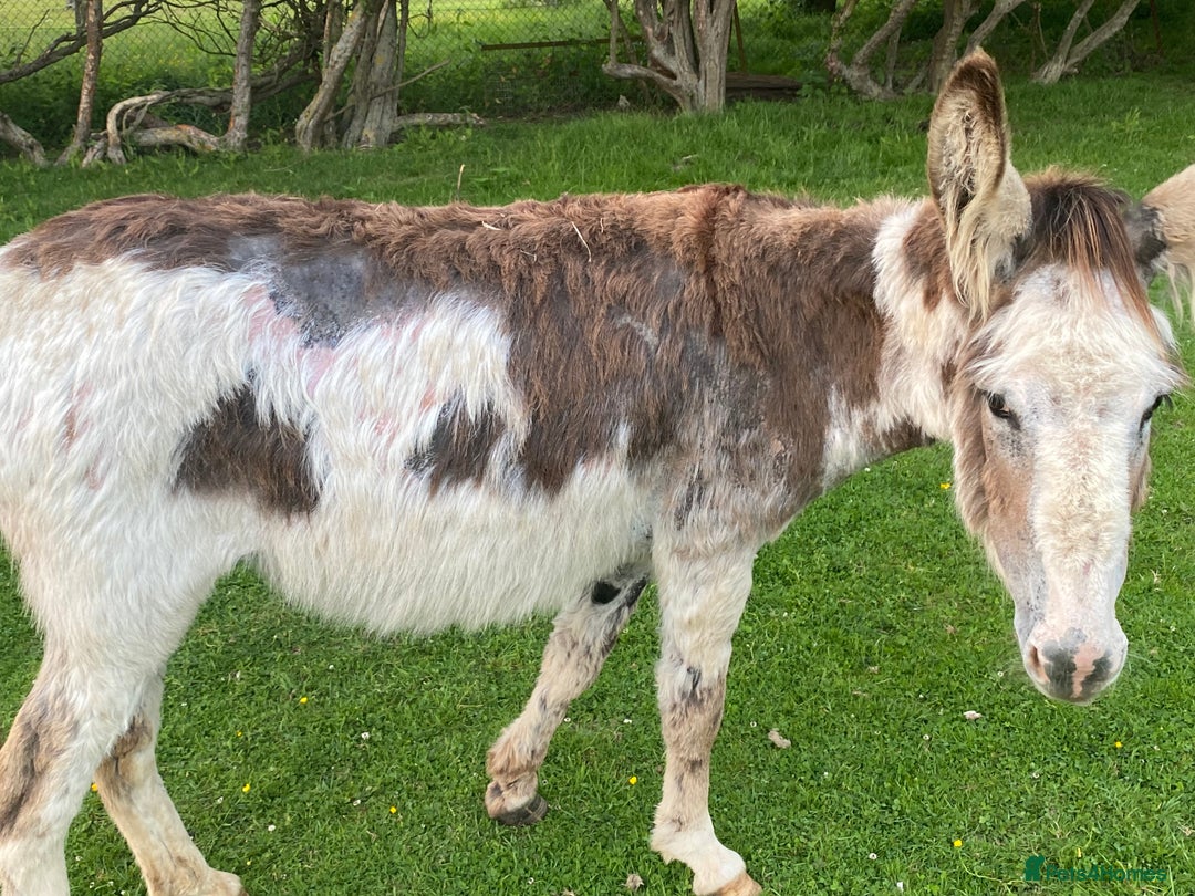 Donkey livestock for sale: Dolly and Moose, lovely Jenny donkeys - Image 11