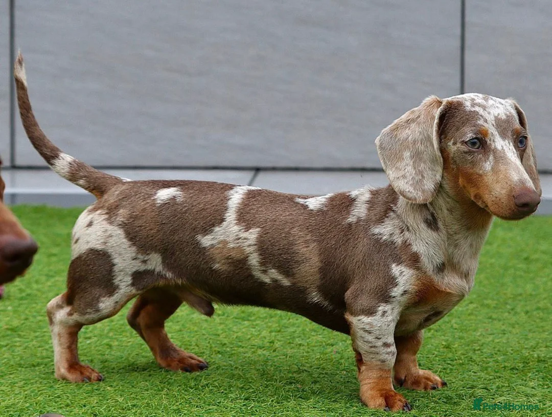 Miniature Dachshund dogs for stud: Meet Marley our Mini Dachshund stud - Advert 3