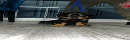 Rottweiler dogs for sale: German x Hungarian Rottweiler puppies - Advert 6