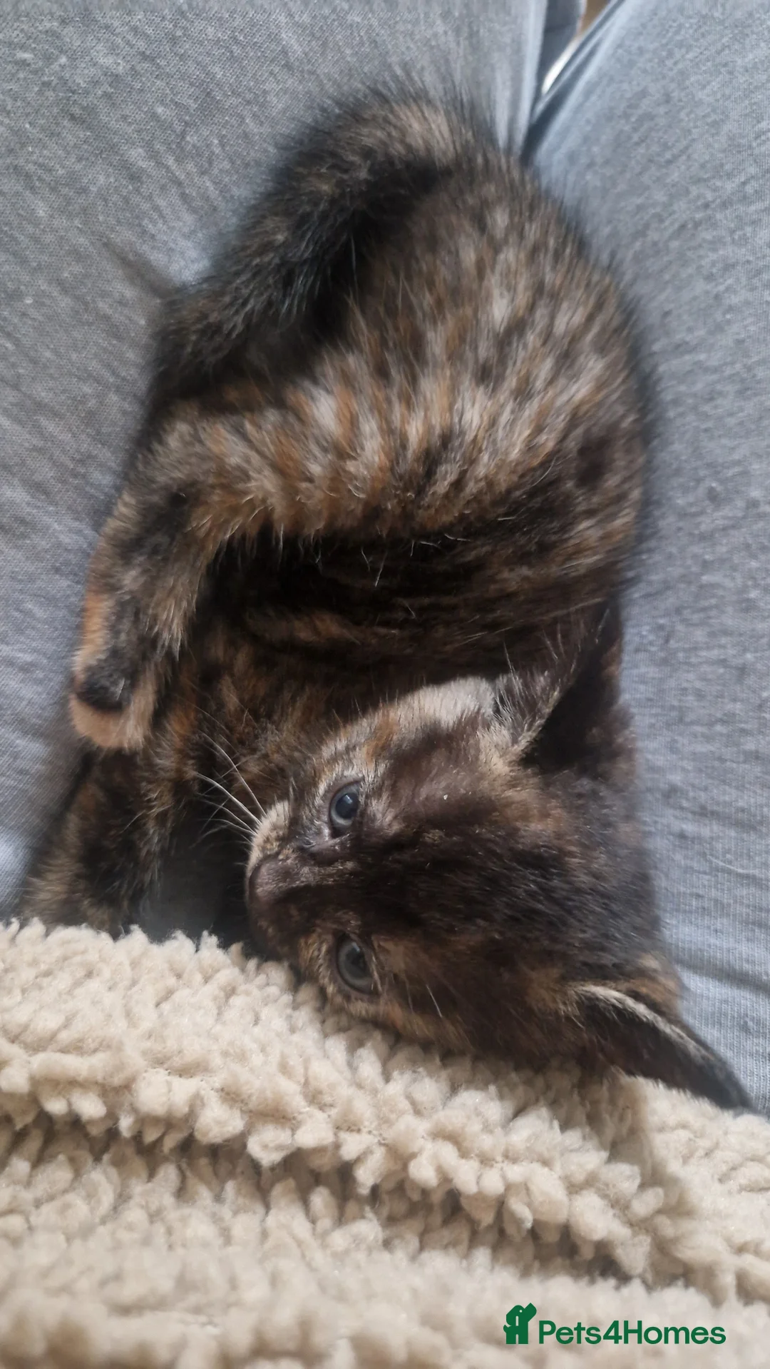 Mixed Breed cats for sale: Beautiful frendly kittens  - Advert 10